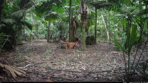 Camera Traps - July 2025