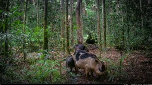 Camera Traps - July 2025