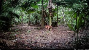 Camera Traps - July 2025