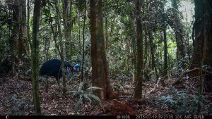 Camera Traps - July 2025