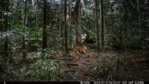 Camera Traps - July 2025