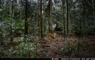 Camera Traps - July 2025