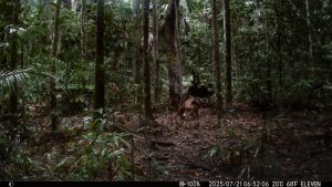 Camera Traps - July 2025