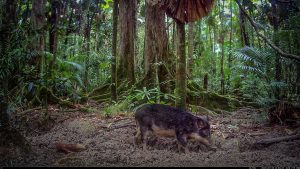 Camera Traps - July 2025