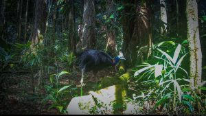 Camera Traps - July 2025