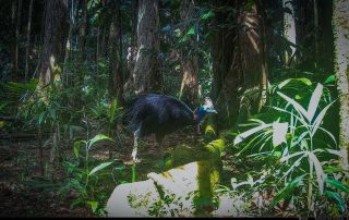 Camera Traps - July 2025