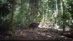 Camera Traps - July 2025