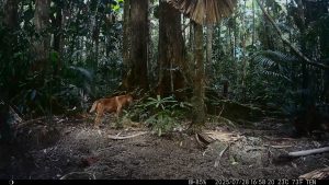 Camera Traps - July 2025