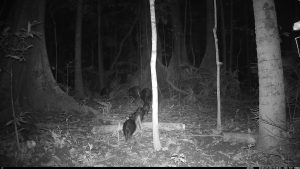Camera Traps - July 2025
