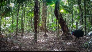 Camera Traps - July 2025