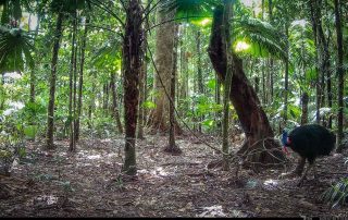 Camera Traps - July 2025