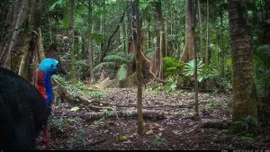 Camera Traps - July 2025