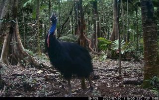 Camera Traps - July 2025