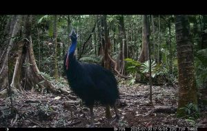 Camera Traps - July 2025