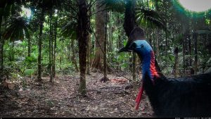 Camera Traps - August 2025