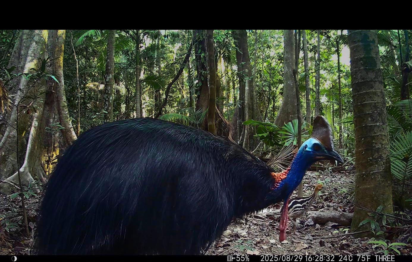 Camera Traps - August 2025