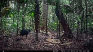 Camera Traps - September 2025