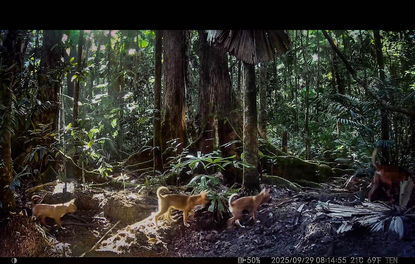 Camera Traps - September 2025