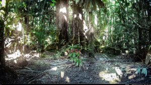 Camera Traps - October 2025