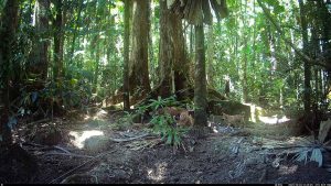 Camera Traps - October 2025