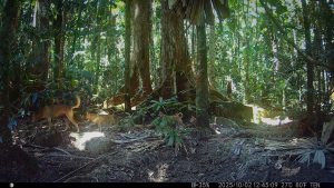 Camera Traps - October 2025