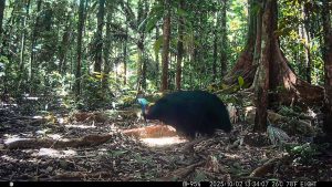 Camera Traps - October 2025