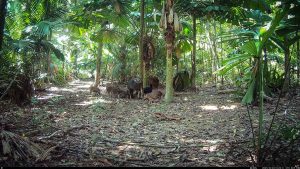 Camera Traps - October 2025