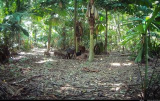 Camera Traps - October 2025