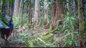 Camera Traps - October 2025