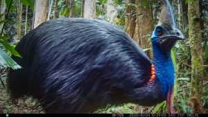Camera Traps - October 2025