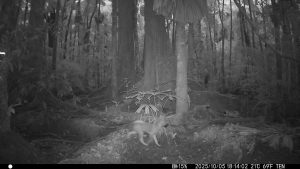 Camera Traps - October 2025