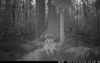 Camera Traps - October 2025