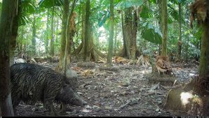 Camera Traps - October 2025