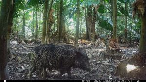 Camera Traps - October 2025