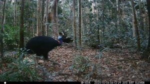 Camera Traps - October 2025