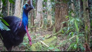 Camera Traps - October 2025