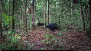 Camera Traps - October 2025