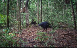 Camera Traps - October 2025