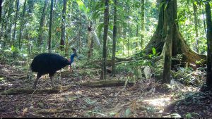 Camera Traps - October 2025