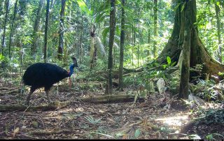 Camera Traps - October 2025