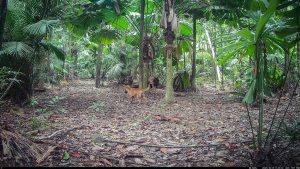 Camera Traps - October 2025