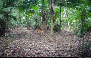 Camera Traps - October 2025