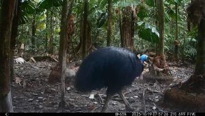 Camera Traps - October 2025