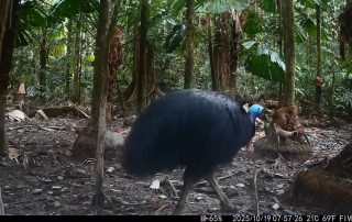 Camera Traps - October 2025