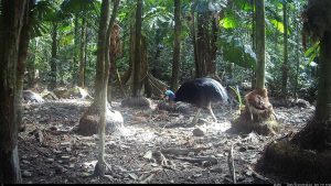 Camera Traps - October 2025