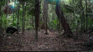 Camera Traps - October 2025