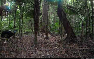 Camera Traps - October 2025