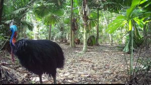 Camera Traps - October 2025