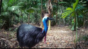 Camera Traps - October 2025
