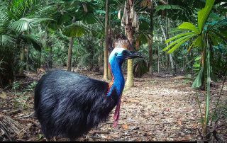 Camera Traps - October 2025